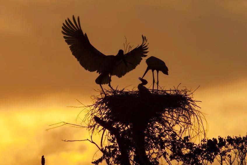 Pantanal Jungle Lodge Passo do Lontra Εξωτερικό φωτογραφία