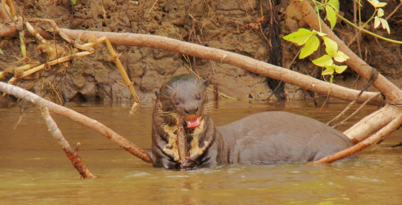 Pantanal Jungle Lodge Passo do Lontra Εξωτερικό φωτογραφία