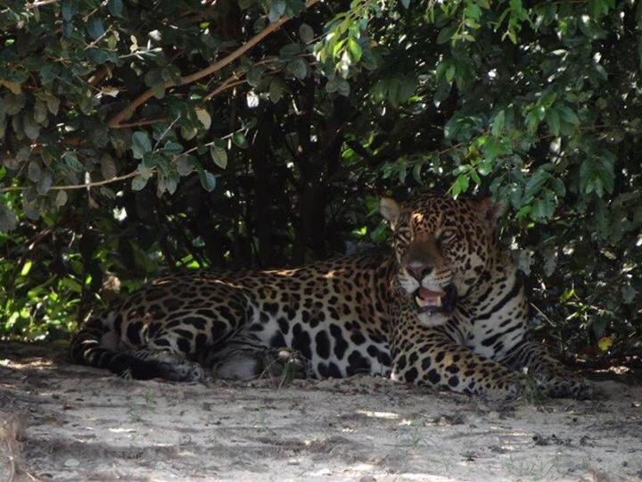 Pantanal Jungle Lodge Passo do Lontra Εξωτερικό φωτογραφία