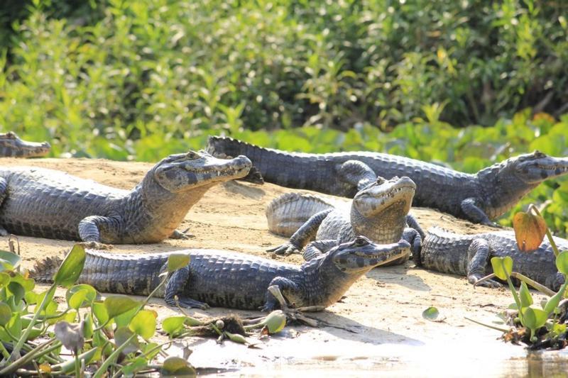 Pantanal Jungle Lodge Passo do Lontra Εξωτερικό φωτογραφία