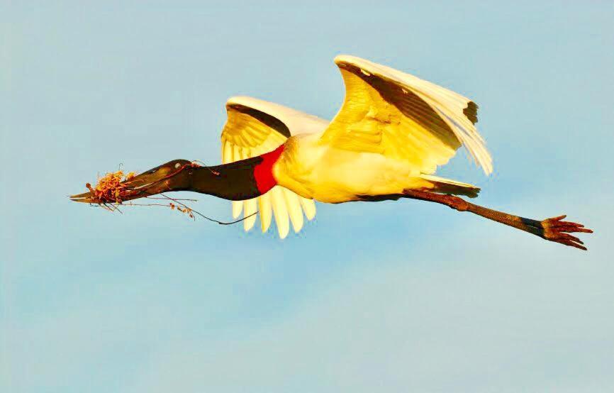 Pantanal Jungle Lodge Passo do Lontra Εξωτερικό φωτογραφία
