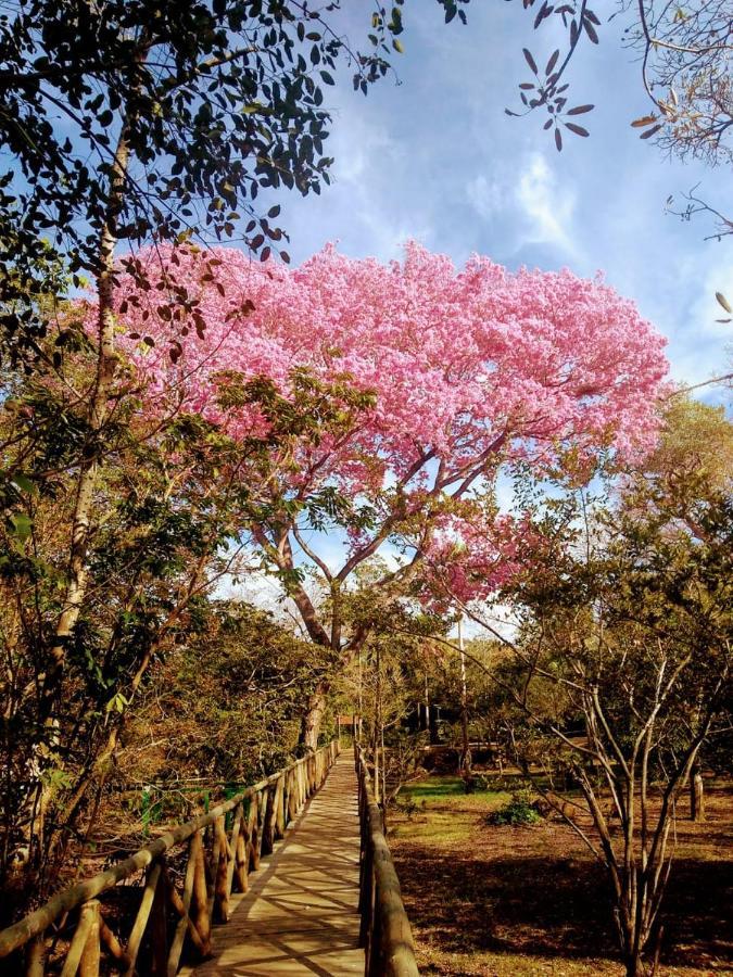 Pantanal Jungle Lodge Passo do Lontra Εξωτερικό φωτογραφία